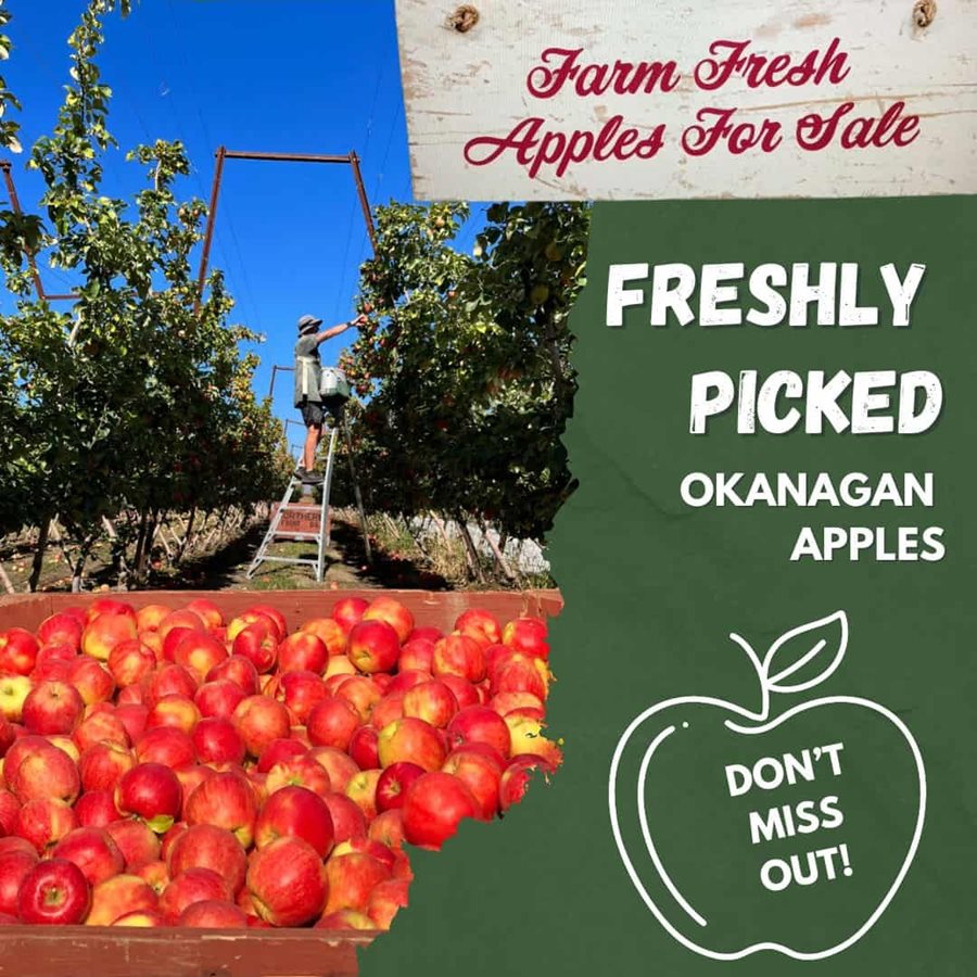 pac-sun-oka-apples.ced3ff17432.jpg