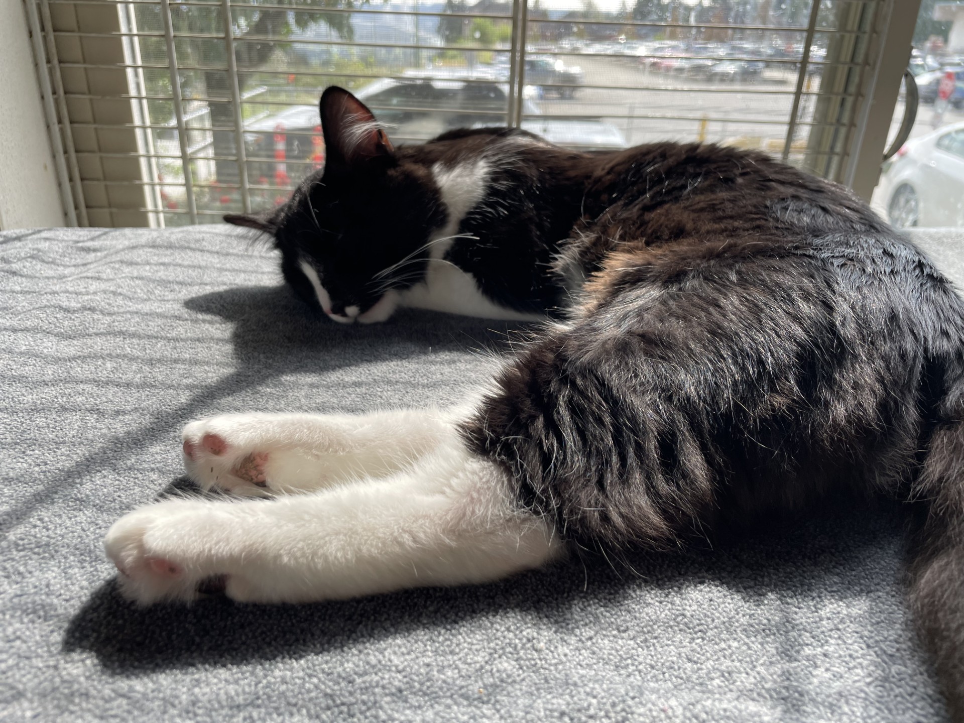 Cat2.jpg