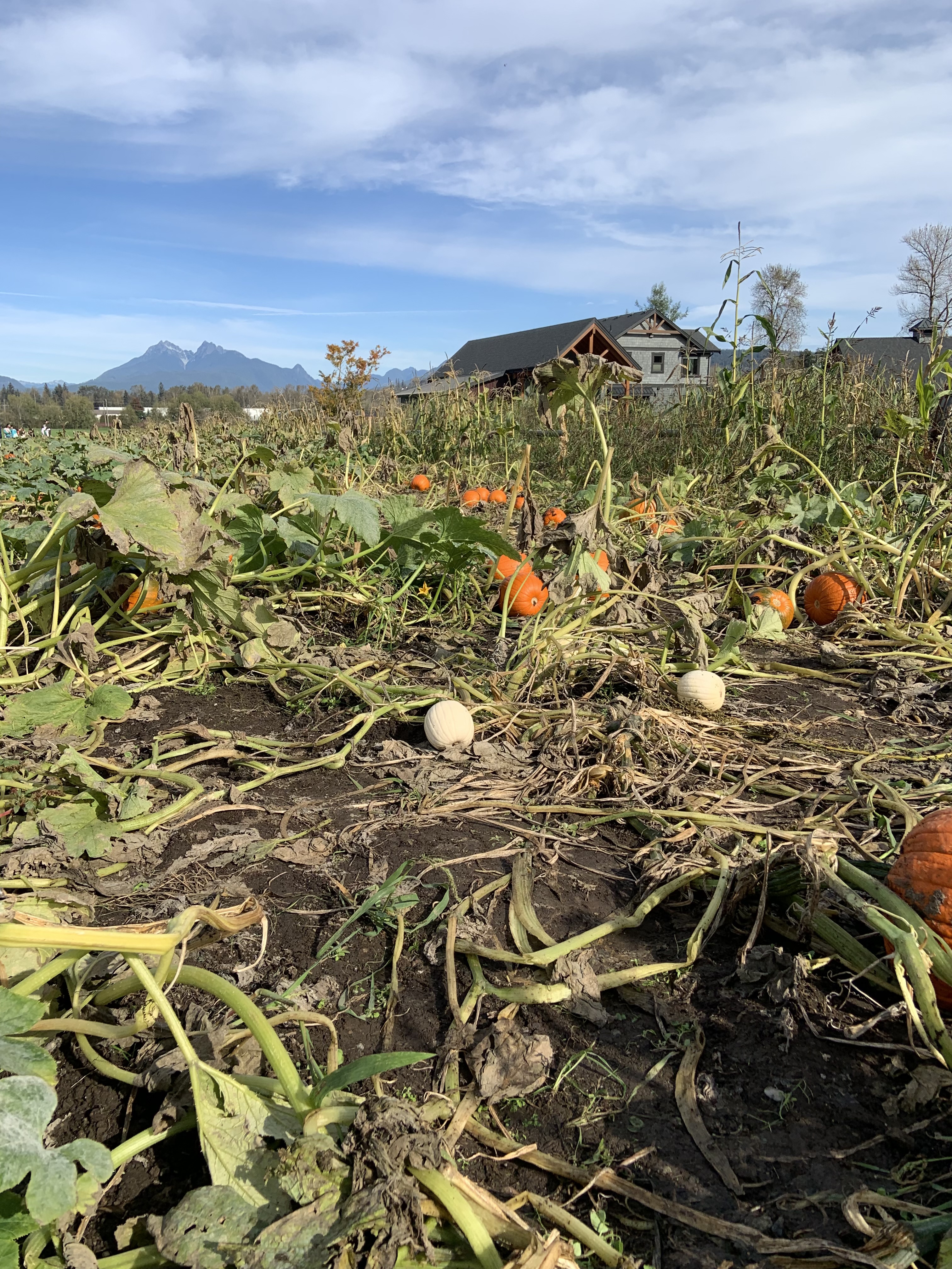 Pumpkin 3.jpg